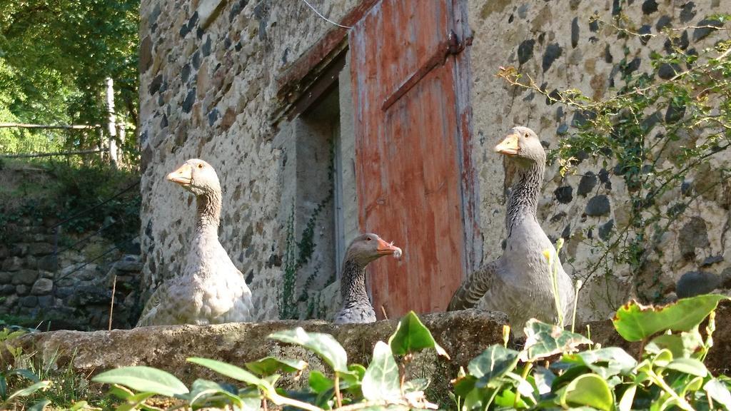 Bed & Breakfast Chateau De Durianne
